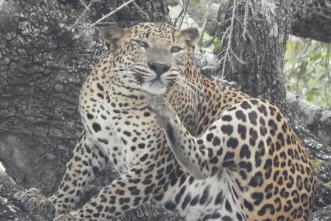 Kumana National Park Safari | from Arugam Bay - About that 6-hour format: enough time to feel it, not too long to burn out