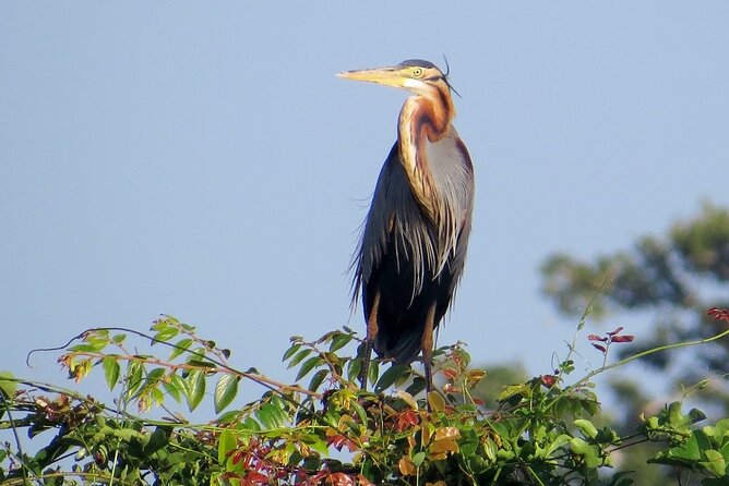 Kumana National Park Safari | from Arugam Bay - Price and value: how $83.75 lines up with what you get