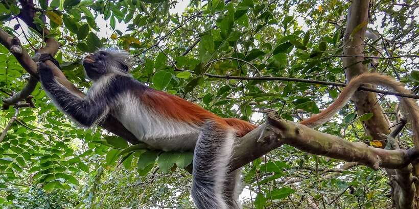 Lagoon Tour to Monkey Island in Negombo - Key highlights worth your attention