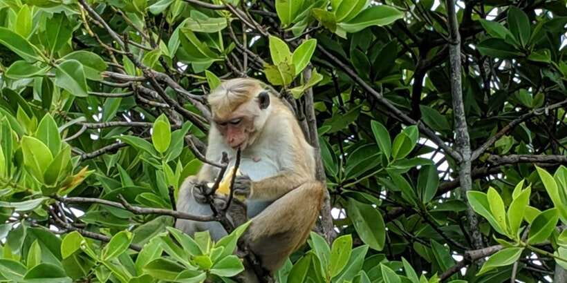 Lagoon Tour to Monkey Island in Negombo - Why Negombo Makes This Tour So Easy