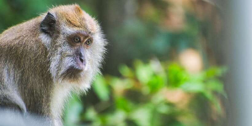 Lagoon Tour to Monkey Island in Negombo - Monkey Island Encounters: Feeding, Monkey Watching, and Staying Safe