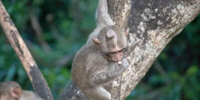 Lagoon Tour to Monkey Island in Negombo - A 2-Hour Lagoon Boat Ride with Life Jackets and Shade