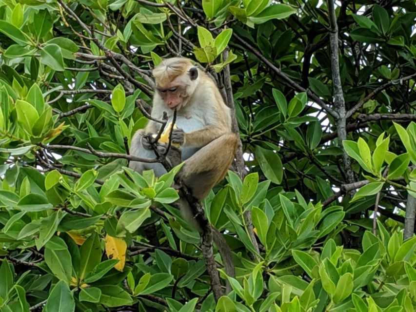 Lagoon Tour to Monkey Island in Negombo - Price and Value at $72 per Person