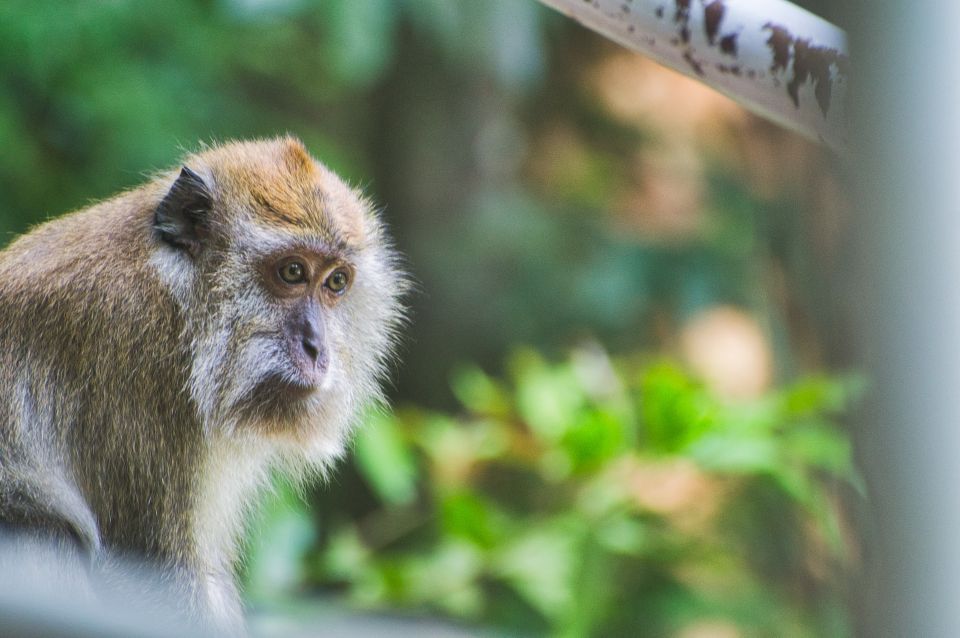 Lagoon Tour to Monkey Island in Negombo - Should You Book the Lagoon Tour to Monkey Island?
