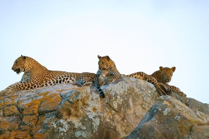 Leopard Half Day Yala National Park Eleven Safari - Key highlights
