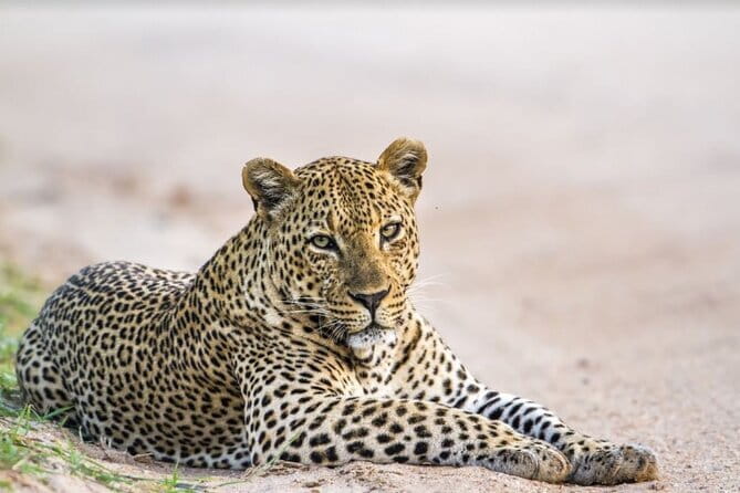 Leopard Half Day Yala National Park Eleven Safari - Why a 5:00 am Yala start changes your odds