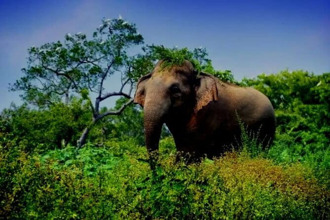 Leopard Half Day Yala National Park Eleven Safari - The leopard part: how guides help you “read” the park