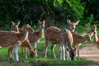 Leopard Half Day Yala National Park Eleven Safari - Inside Yala: what you’re really hunting for