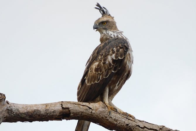 Leopard Half Day Yala National Park Eleven Safari - Rainy days and rough roads: what to expect