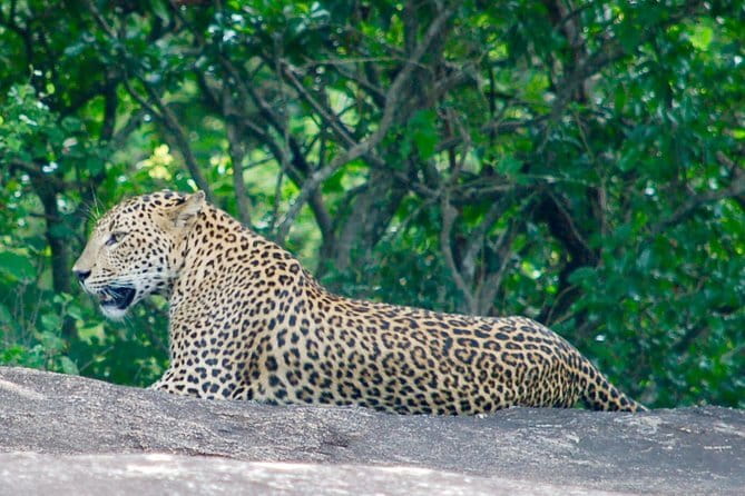 Leopard Half Day Yala National Park Eleven Safari - Who this safari suits best