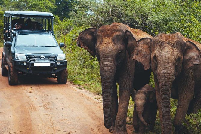 Leopard Safari Tour in Yala National Park - Entering Yala at 6 AM: timing that actually matters