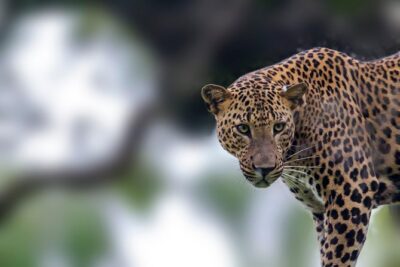 Leopard Safari Tour in Yala National Park - Golden Hours leopard strategy: what the guide is trying to do