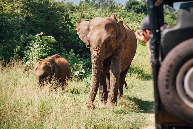Leopard Safari Tour in Yala National Park - The human factor: guides, spotting, and when English becomes a non-issue