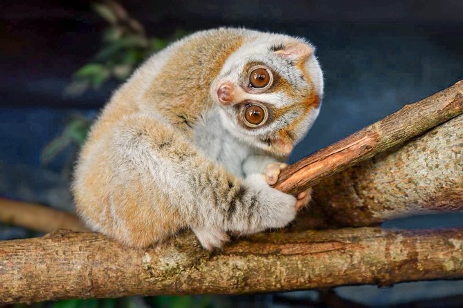 Loris Watching from Sigiriya - Key Things You’ll Notice on This Tour