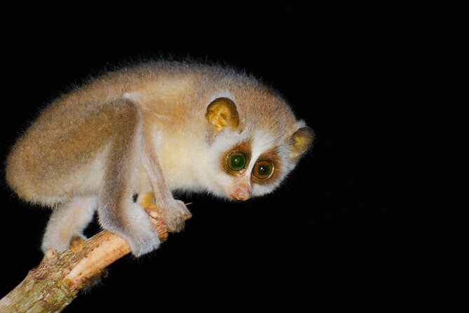 Loris Watching from Sigiriya - Timing From Sigiriya: 6:30 pm and the 3-Hour Night-Walk Rhythm