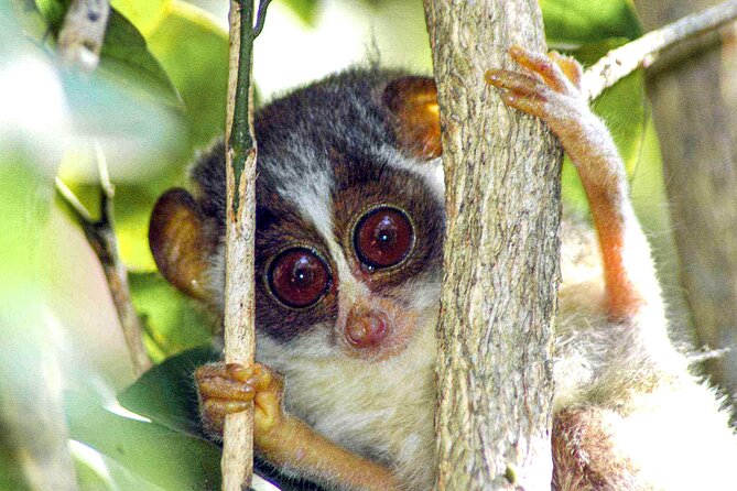 Loris Watching from Sigiriya - What You Can Spot Besides Loris (And Why It Still Feels Like Success)