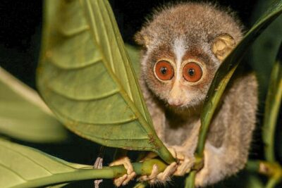Loris Watching from Sigiriya - Private Transfer and the Comfort Details That Matter