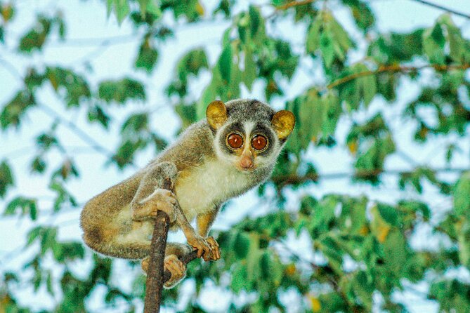 Loris Watching from Sigiriya - Price and Value: Is $75 Per Person Fair?