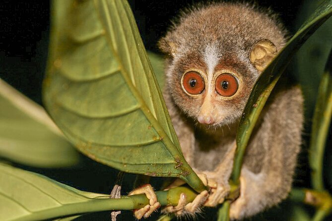 Loris Watching from Sigiriya - Private Transfer and the Comfort Details That Matter
