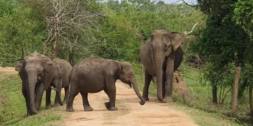 Lunugamvehera National Park Safari ( Yala Block V / VI ) - Key things to know before you go