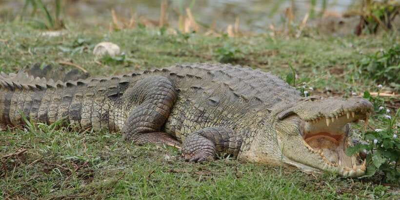 Lunugamvehera National Park Safari ( Yala Block V / VI ) - Yala Block V/VI feels quieter: what that means for your sightings
