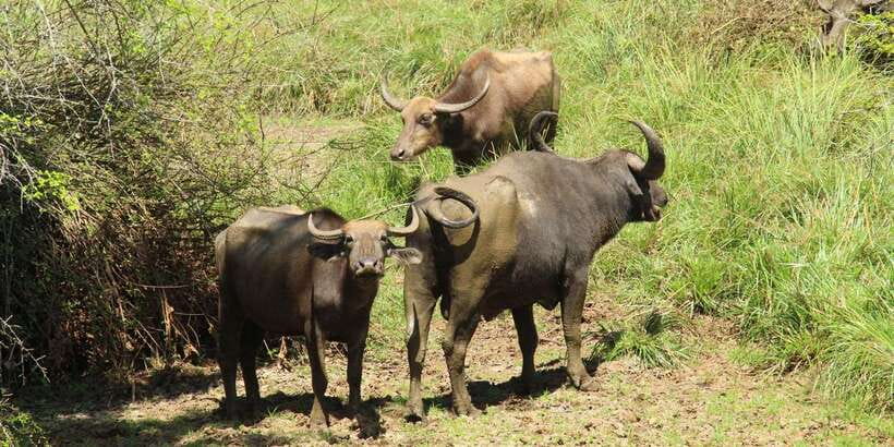 Lunugamvehera National Park Safari ( Yala Block V / VI ) - Wildlife expectations in Yala Block V/VI: elephants, deer, birds, and surprises