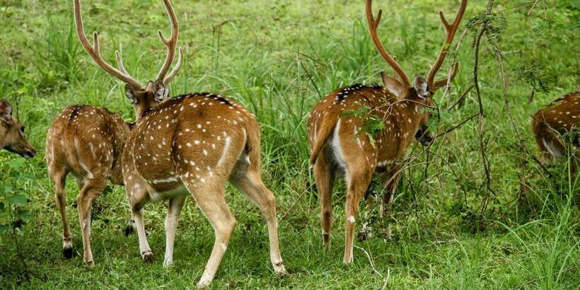 Lunugamvehera National Park Safari ( Yala Block V / VI ) - Your guide can change the whole day: English narration and sign-spotting