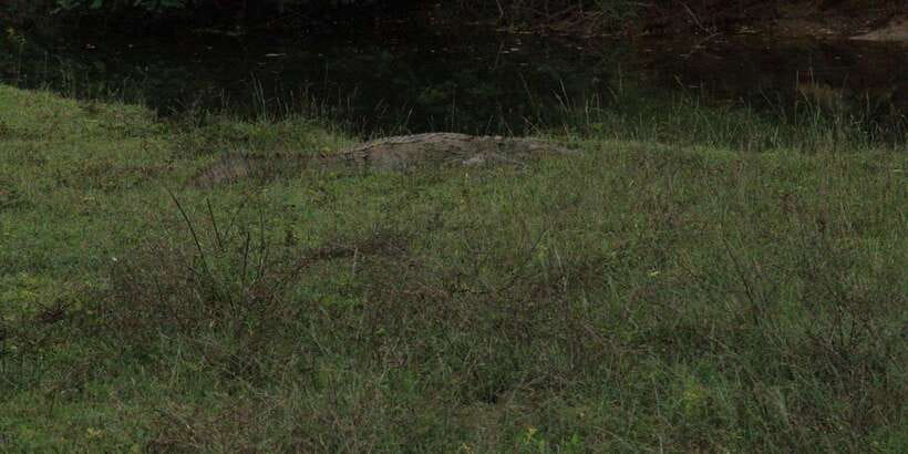Lunugamvehera National Park Safari ( Yala Block V / VI ) - Price and value: $33 isn’t the full cost, but the safari package adds up