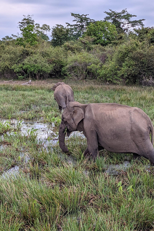 Lunugamvehera National Park Safari ( Yala Block V / VI ) - Comfort, rules, and who this safari fits best