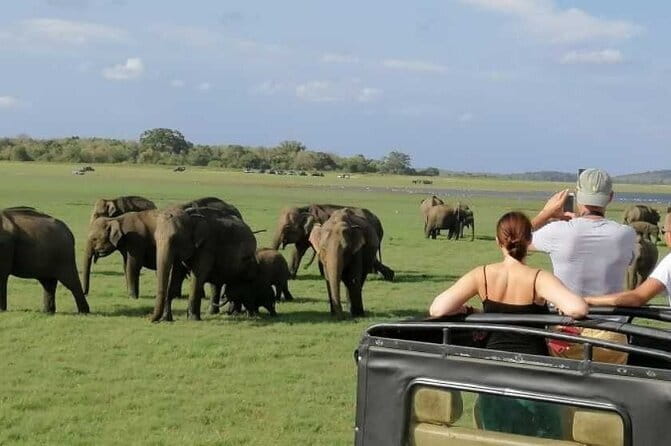 Luxury safari to minneriya national park - Key things to know before you go
