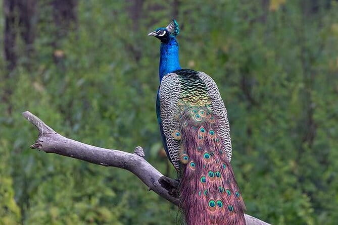 Luxury safari to minneriya national park - Wildlife spotting you’re meant to understand, not just see