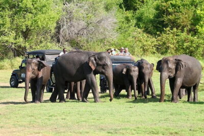 Luxury safari to minneriya national park - Minneriya, Kaudulla, or Hurulu Eco-Park: why the guide picks the park