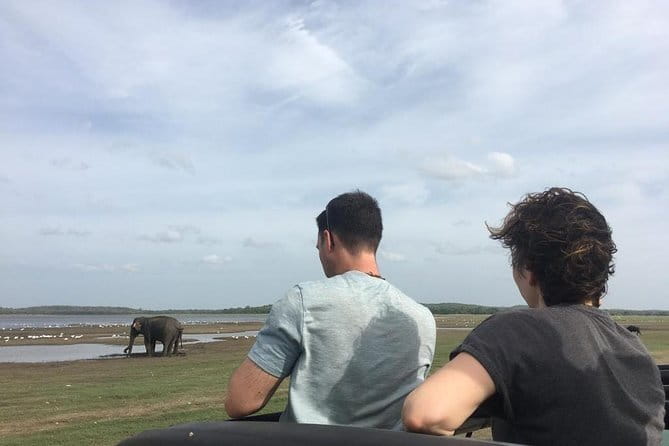 Luxury safari to minneriya national park - Stop at Minneriya National Park: the elephant-focused core