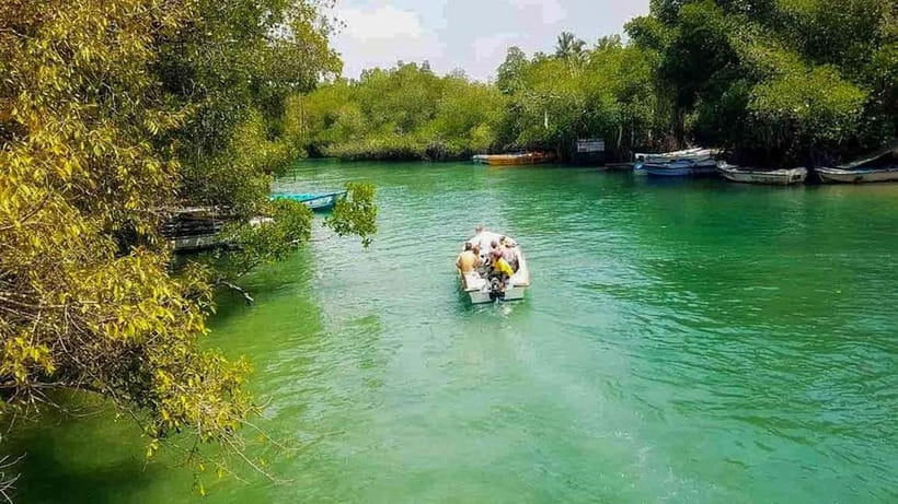 Madu River Boat Tour and Cinnamon Garden visit - Wildlife Spotting From the Water (Not Just “Maybe”)