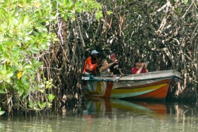 Madu River Safari at Balapitiya - The boat ride through mangroves: what makes it worth it