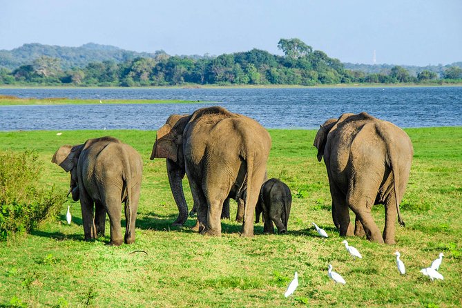 Maduru Oya National Park Private Safari with Naturalist - Private jeep vibes in the dry zone