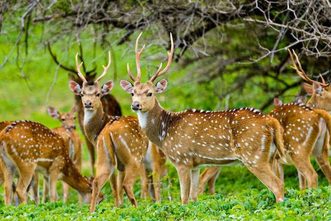 Maduru Oya National Park Private Safari with Naturalist - Birds: the 100+ species bonus that keeps the day exciting
