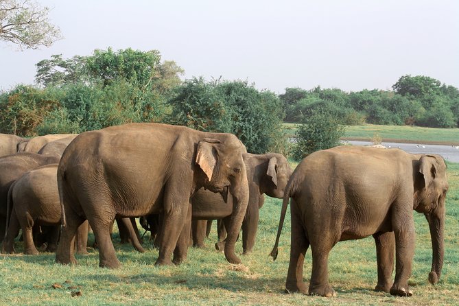Maduru Oya National Park Private Safari with Naturalist - The Kuda Sigiriya factor: why this area feels different