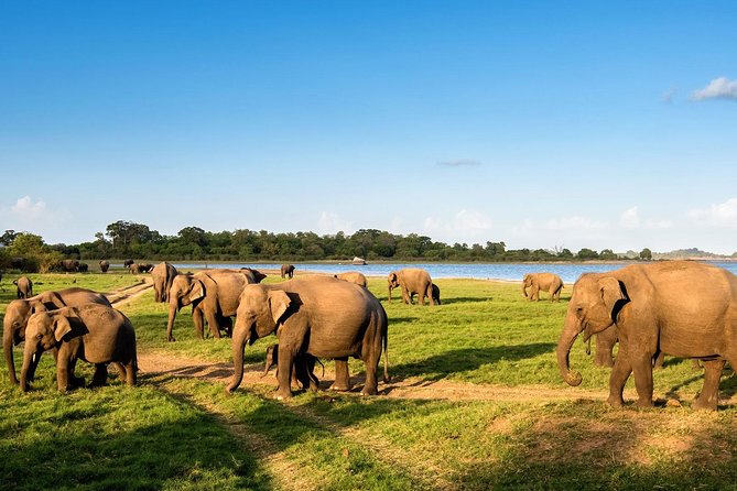 Minneriya Elephant Safari Drive From Trincomalee - Minneriya by small-group Jeep: why this format works