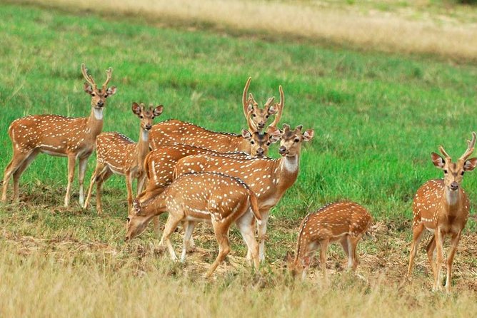 Minneriya Elephant Safari Drive From Trincomalee - The morning drive: early pickup, safari rhythm, and a midday finish