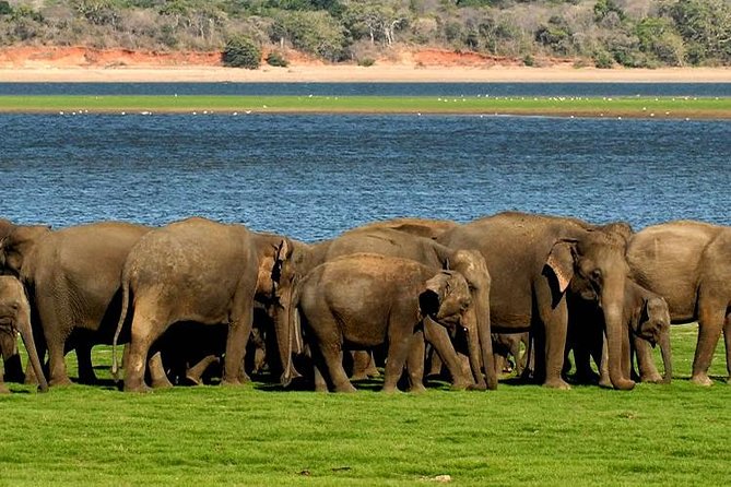 Minneriya Elephant Safari wth Sigiriya & Dambulla Cave Temples Full Day Tour - Minneriya National Park elephant safari: why timing and routing matter