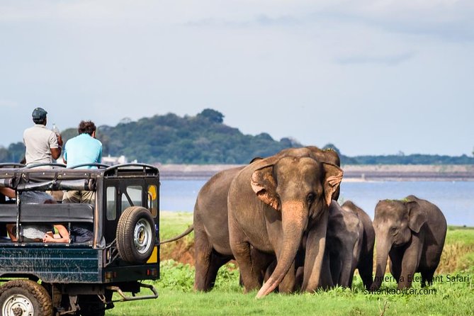 Minneriya Elephant Safari wth Sigiriya & Dambulla Cave Temples Full Day Tour - Transportation, groups, and what private really changes