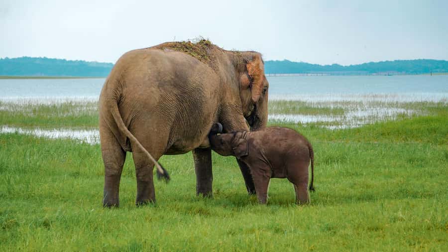 Minneriya: Minneriya National Park Private Evening Safari - Elephant gatherings: why Minneriya is worth your time