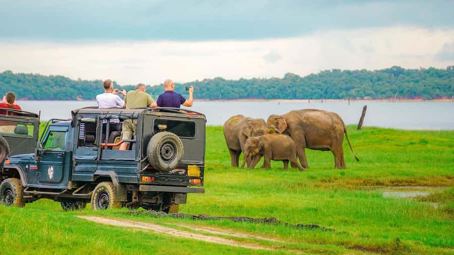 Minneriya: Minneriya National Park Private Evening Safari - How to get better photos in the real sun