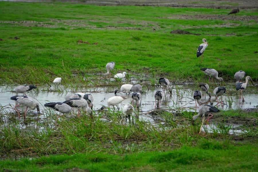 Minneriya: Minneriya National Park Private Evening Safari - Price and value: what $41 covers, and what to budget extra