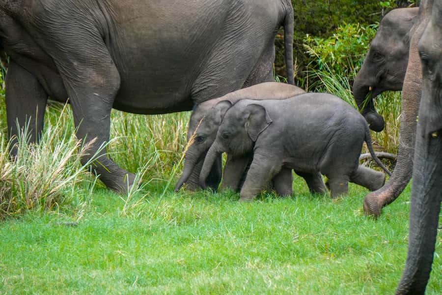 Minneriya: Minneriya National Park Private Evening Safari - How the rules keep the safari ethical