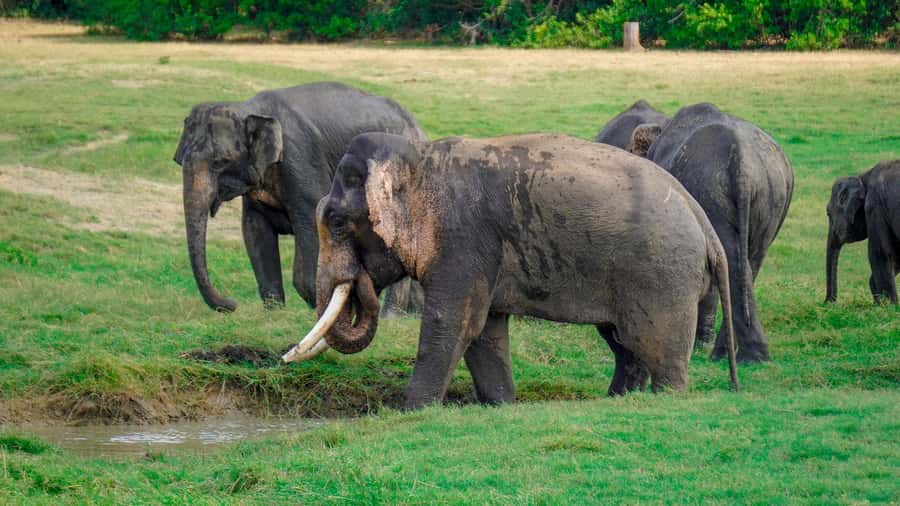 Minneriya: Minneriya National Park Private Evening Safari - Who this safari fits best (and who should skip it)