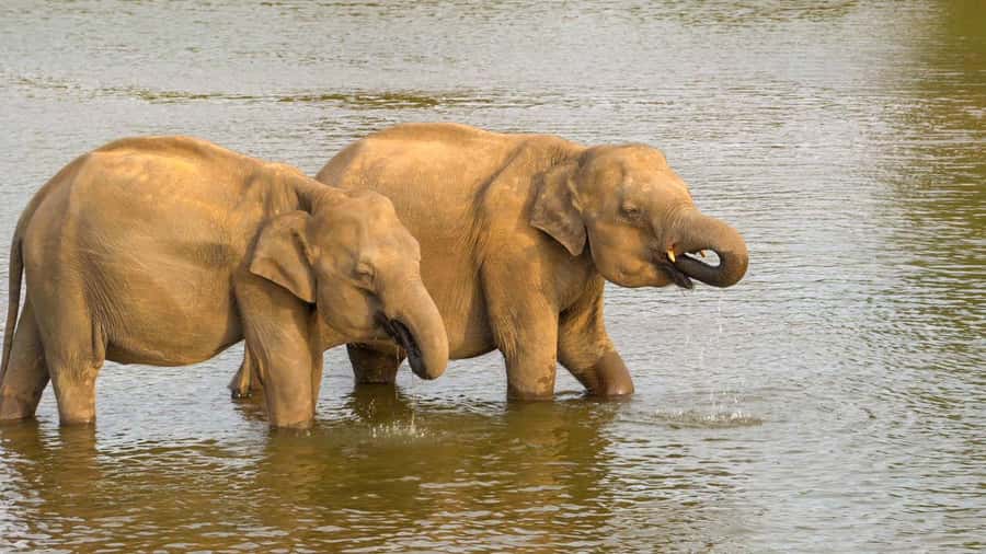 Minneriya: Minneriya National Park Private Evening Safari - Quick practical notes before you book