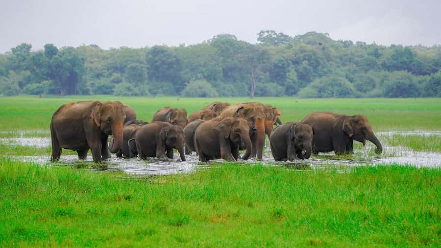 Minneriya: Minneriya National Park Private Evening Safari - The private jeep advantage: close viewing without the chaos