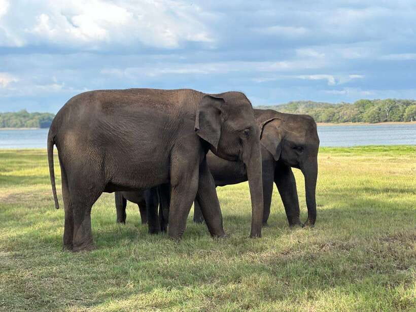 Minneriya: Minneriya National Park Private Jeep Safari - Private Jeep Safari in Minneriya: the big draw is elephant time